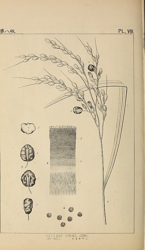 File:The botanical magazine = Shokubutsugaku zasshi (1893) (20393136132).jpg
